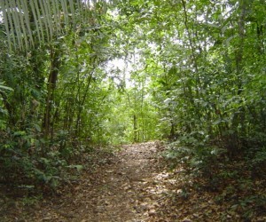 El Bosque de Mutis Fuente: imagenesviajeros.com